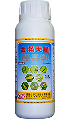 金滿天星(畢芬寧)2.5%SC